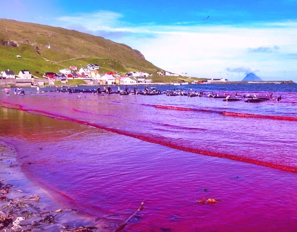 The Faroe Islands’ Annual Dolphin Hunt, InfoMistico.com
