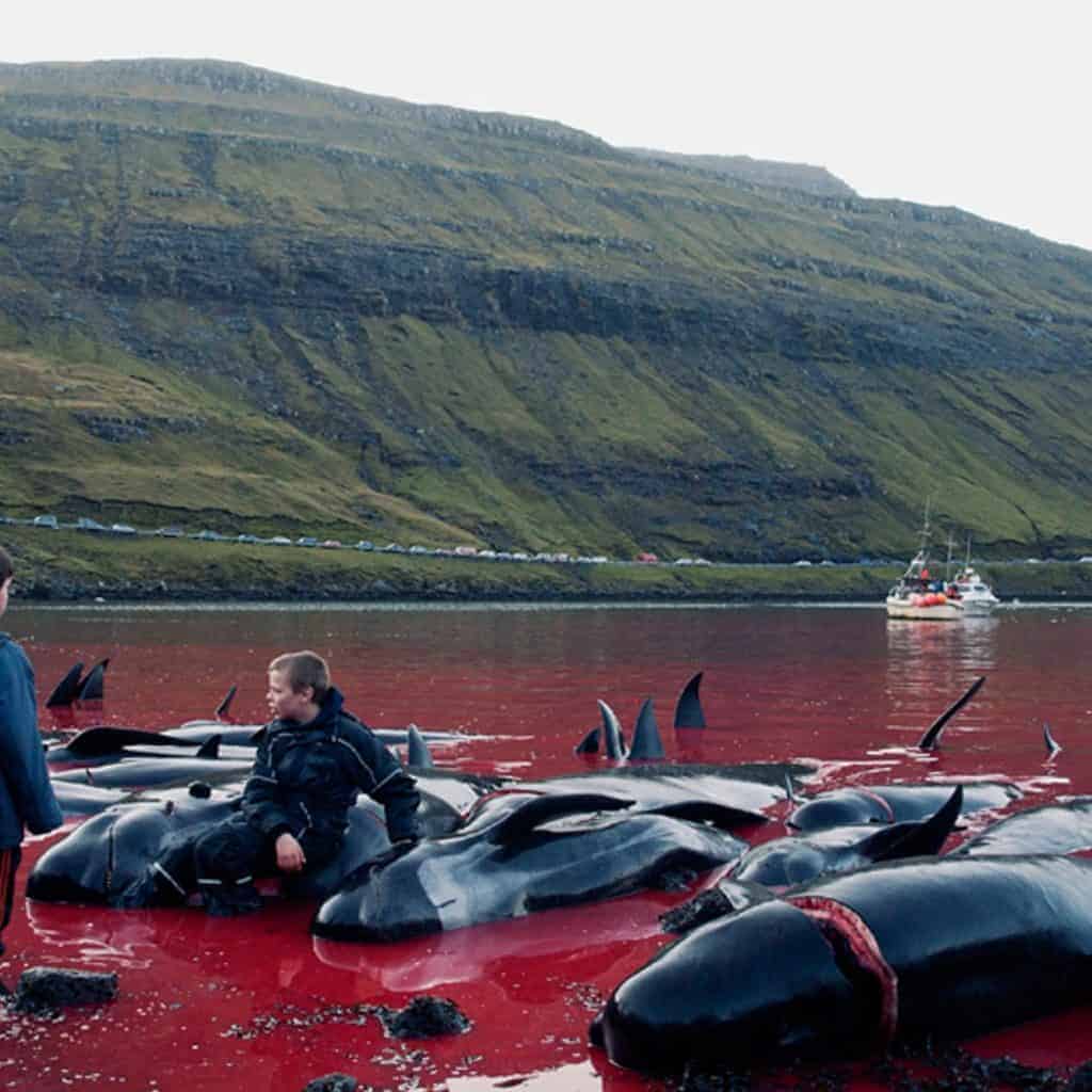 Matanza de los delfines calderones