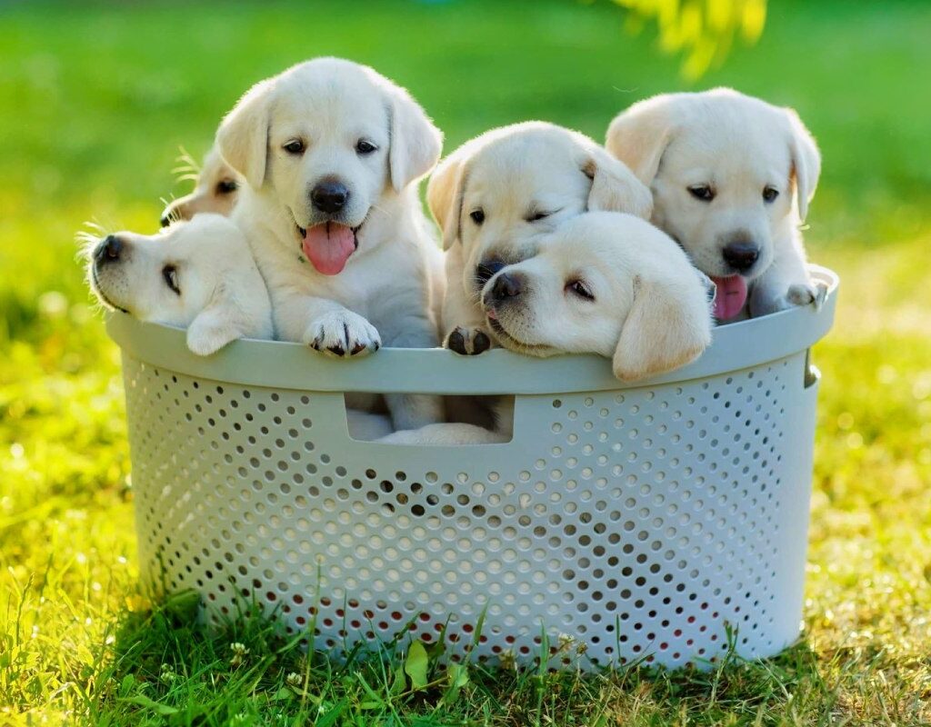Cachorros en Venta / Puppies on Sale