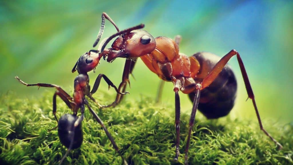 hormigas podrían ayudarnos a predecir terremotos