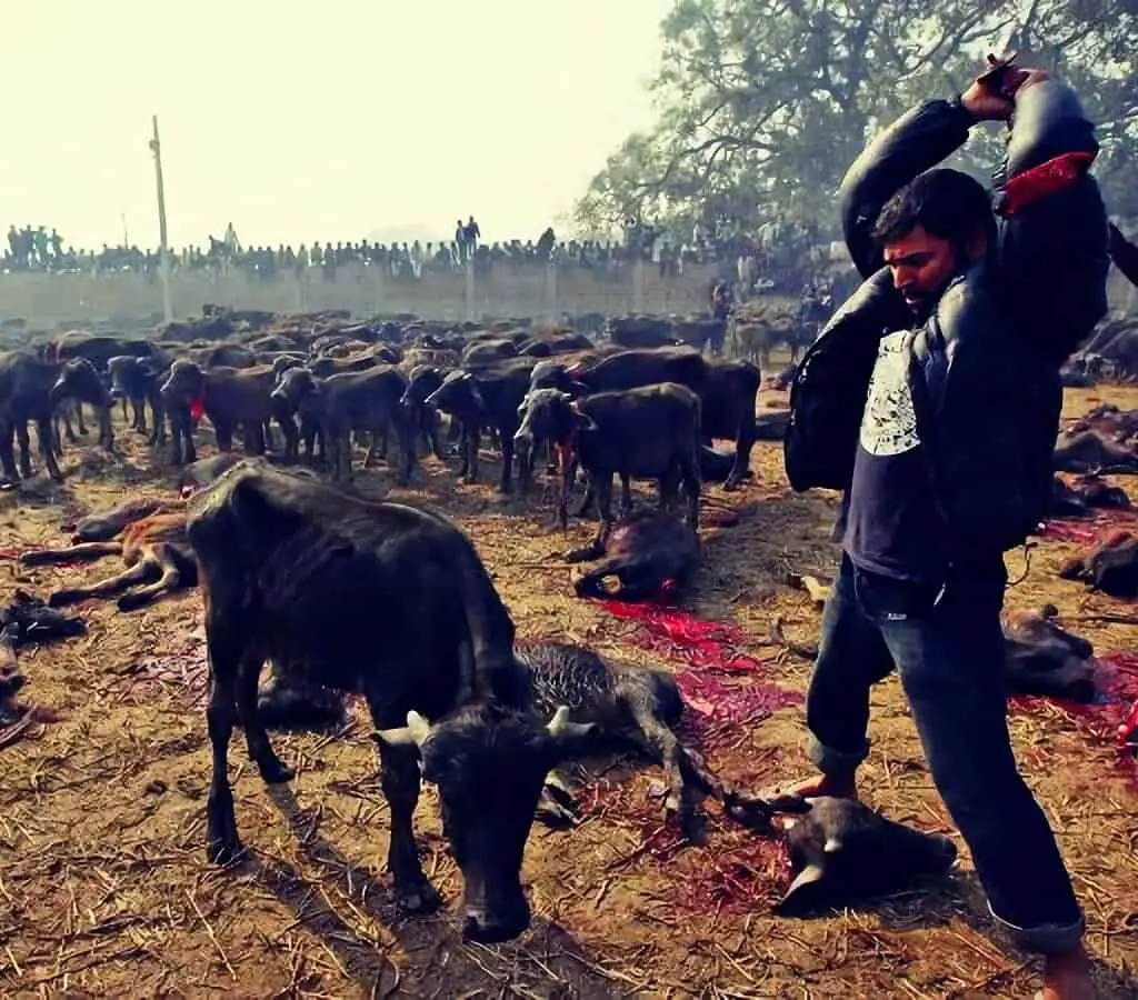 sacrificio de animales en Nepal