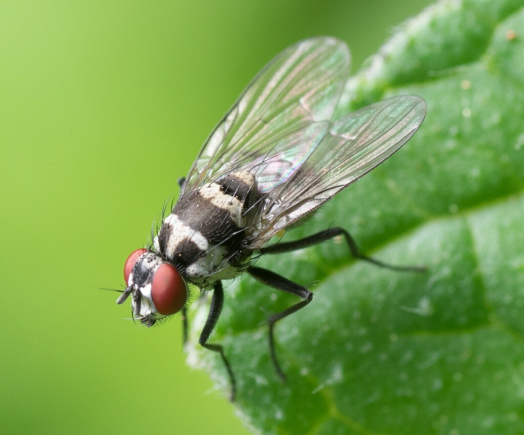 Ancient Myths and Superstitions about Flies, InfoMistico.com