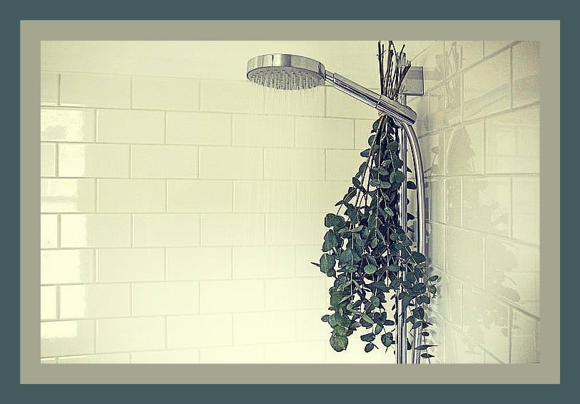 Eucaliptus en la ducha, InfoMistico.com