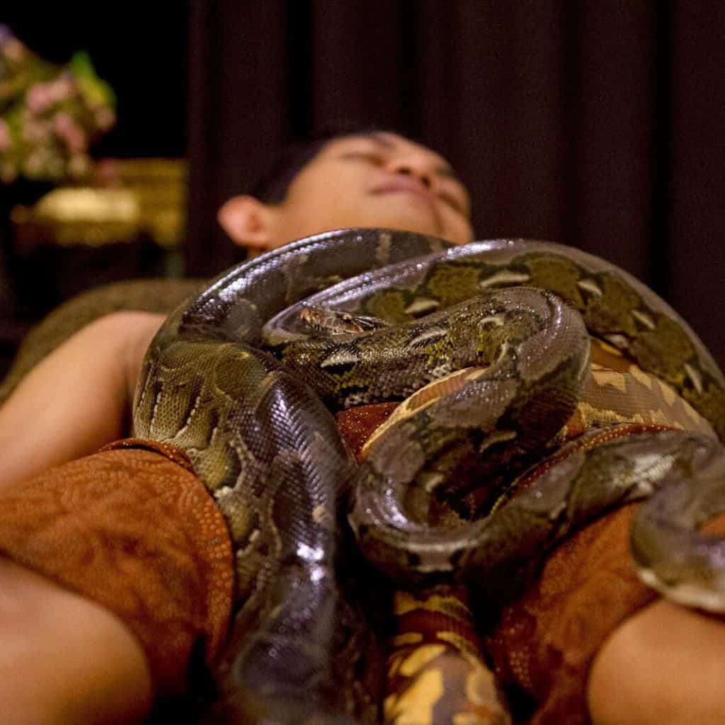 Masajes con serpientes para liberar el estrés, InfoMistico.com