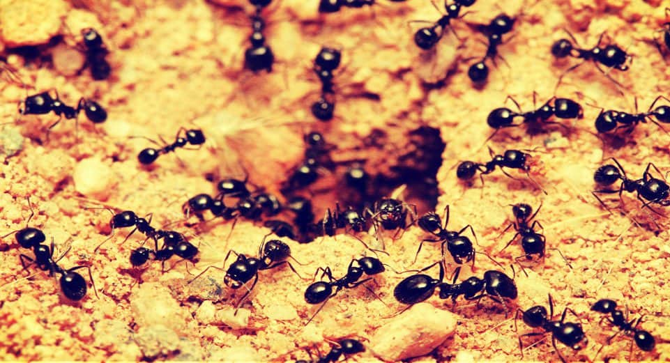 Remedios caseros para combatir las hormigas