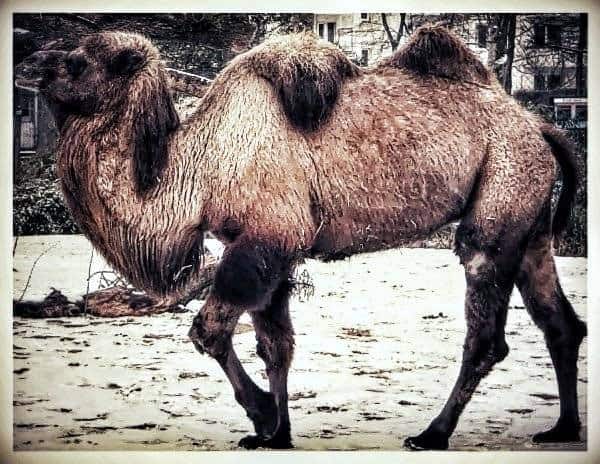 camellos