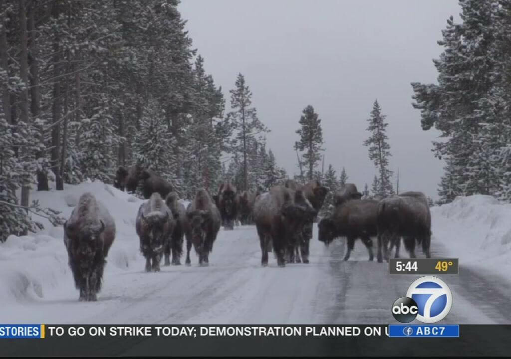 Movimiento de animales en Yellowstone