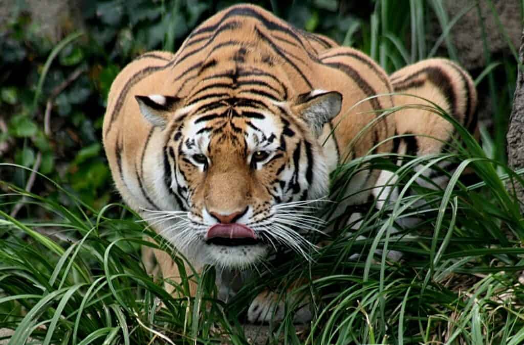 Curiosidad NO Mató al Tigre