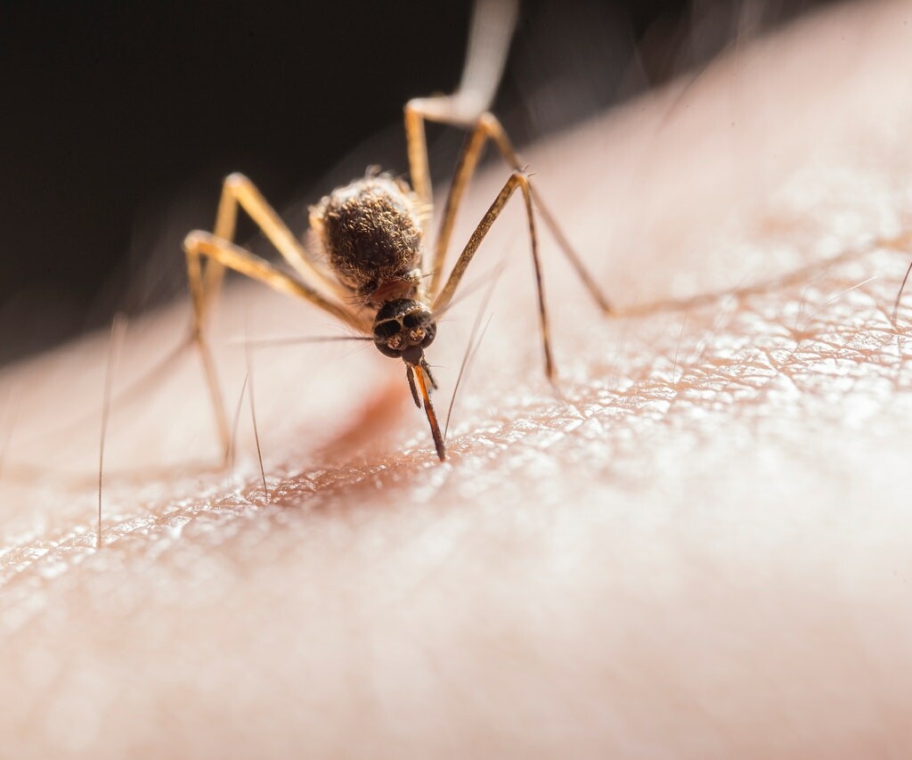 Aliviar Picaduras de Mosquitos
