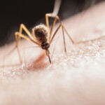 Mosquito bite relief natural remedies, InfoMistico.com