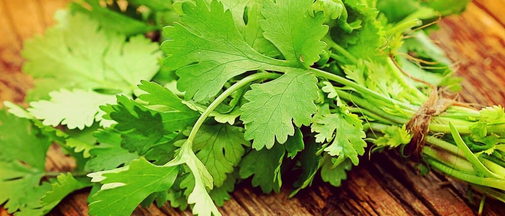 Beneficios y maneras de usar el cilantro para la salud
