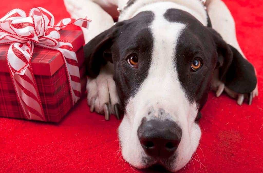 Navidad para Perros