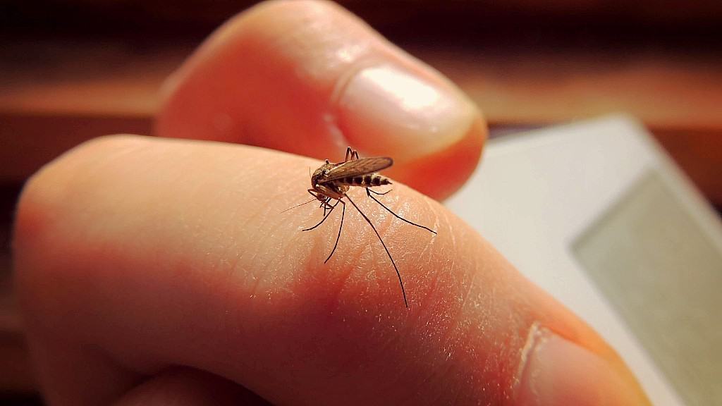 ¿Qué pasaría si matamos a todos los mosquitos?