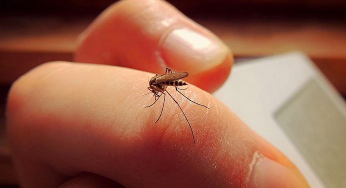 ¿Qué pasaría si matamos a todos los mosquitos?