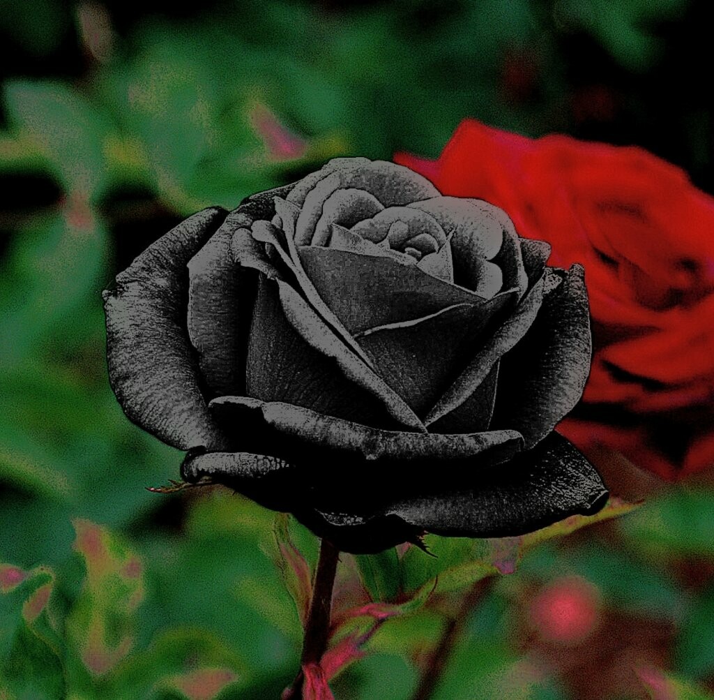 Rosas de Halfeti