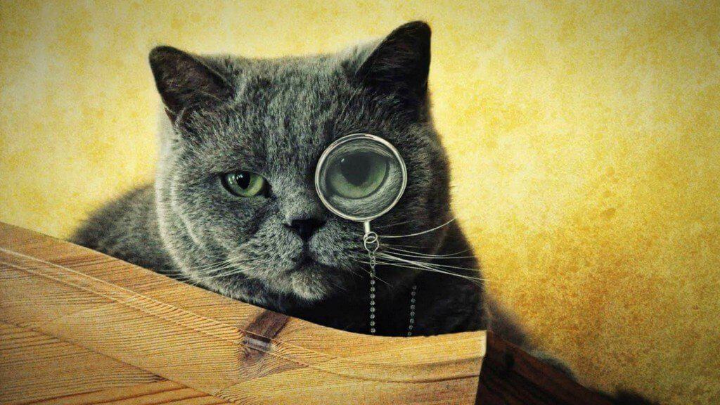 Predicciones que podemos descubrir al mirar a los gatos, InfoMistico.com