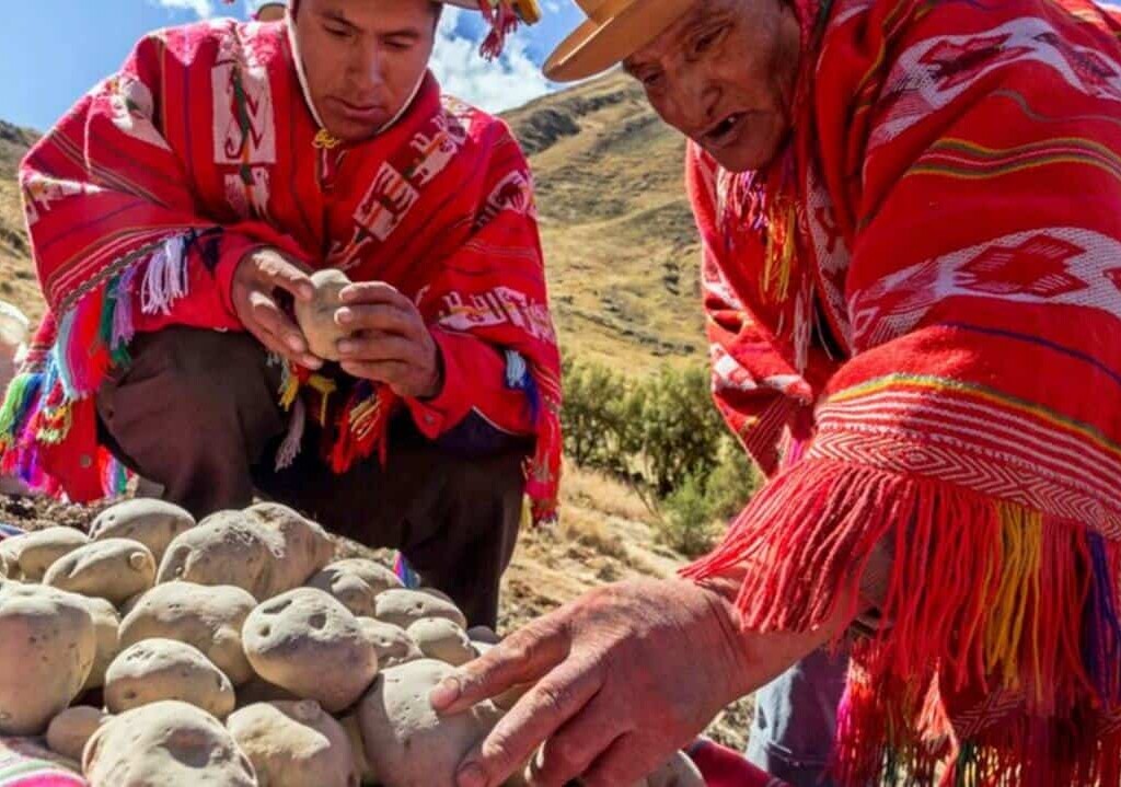 Chuño, el secreto milenario de los Andes
