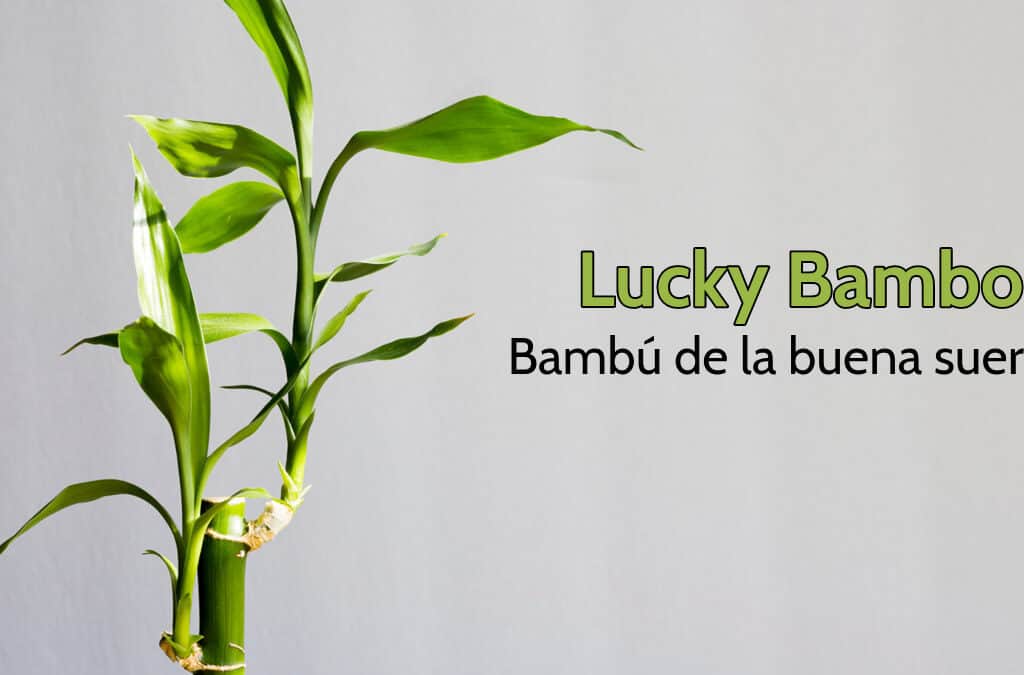 Lucky Bamboo, InfoMistico.com