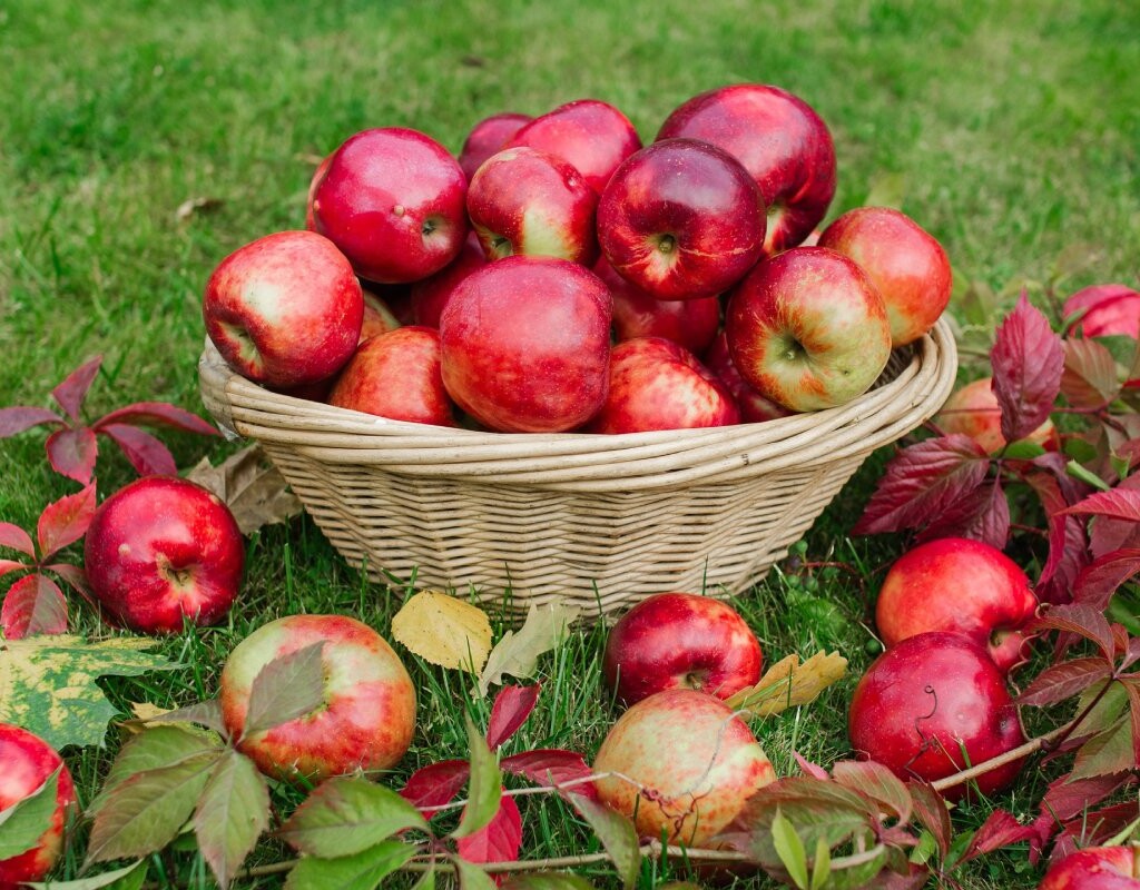Benefits of apples for your digestive health / Beneficios de la manzana para tu salud digestiva