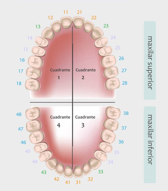 Descodificación dental: Cómo tus emociones impactan en la salud de tus dientes, InfoMistico.com