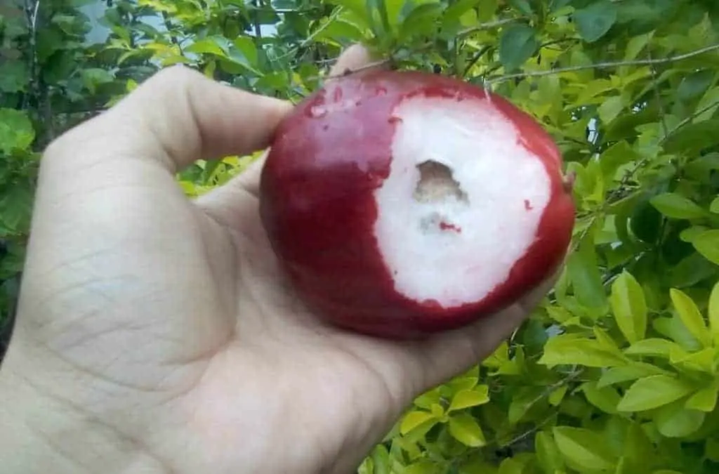 La Pumalaca — Pomarrosa — Manzana de Agua, InfoMistico.com