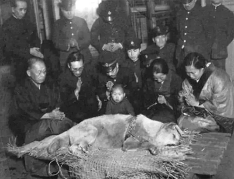 Funerales para mascotas en Japón, InfoMistico.com