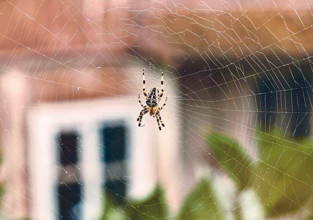 Por qué no debes matar las arañas que encuentres en tu casa