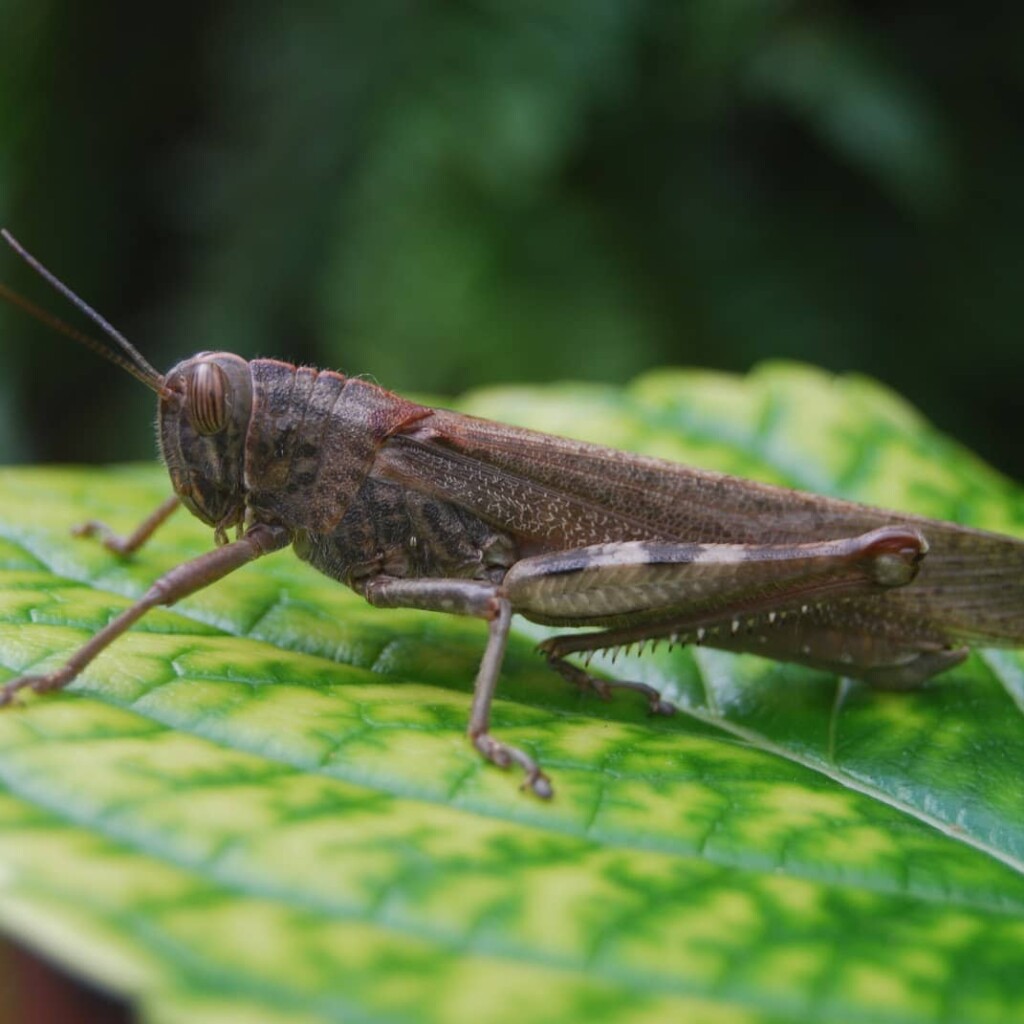 What do crickets mean in witchcraft?, InfoMistico.com