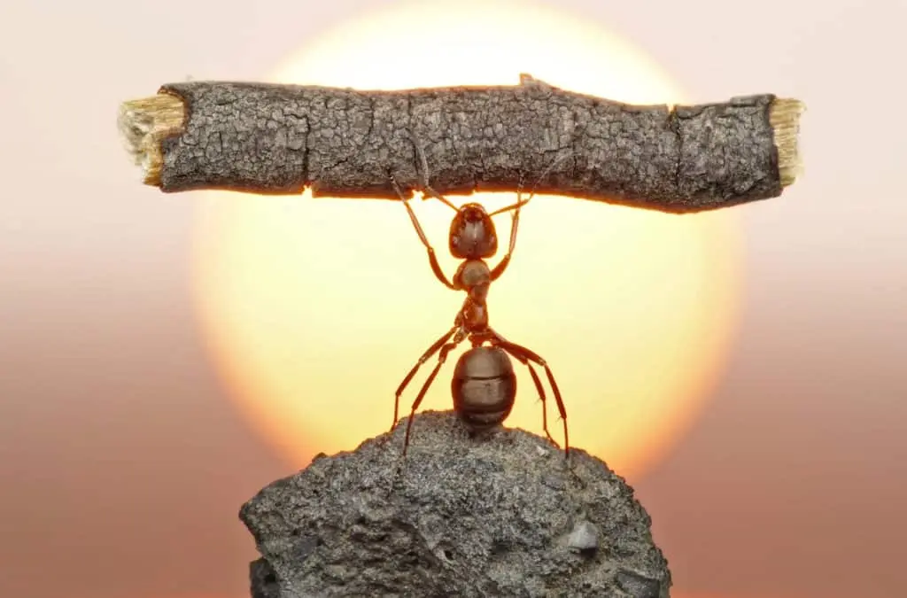 La hormiga desmotivada — Reflexiones y Pensamientos, InfoMistico.com
