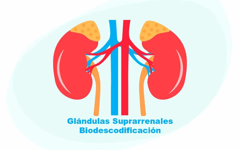 Glándulas Suprarrenales Biodescodificación, InfoMistico.com