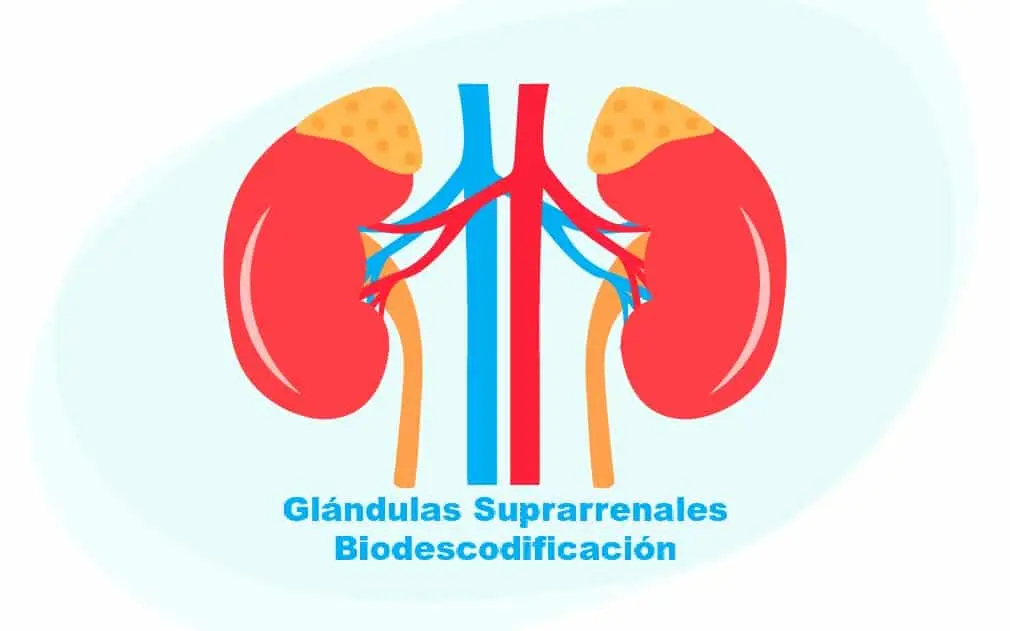 Glándulas Suprarrenales Biodescodificación, InfoMistico.com