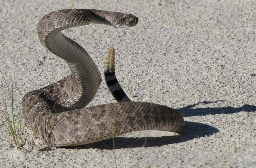 The Rattlesnake: A Talisman of Power, InfoMistico.com