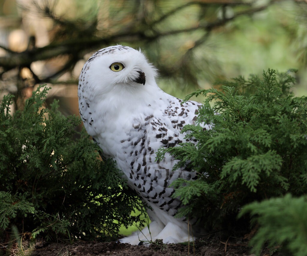 What is the meaning of a white owl sighting?, InfoMistico.com