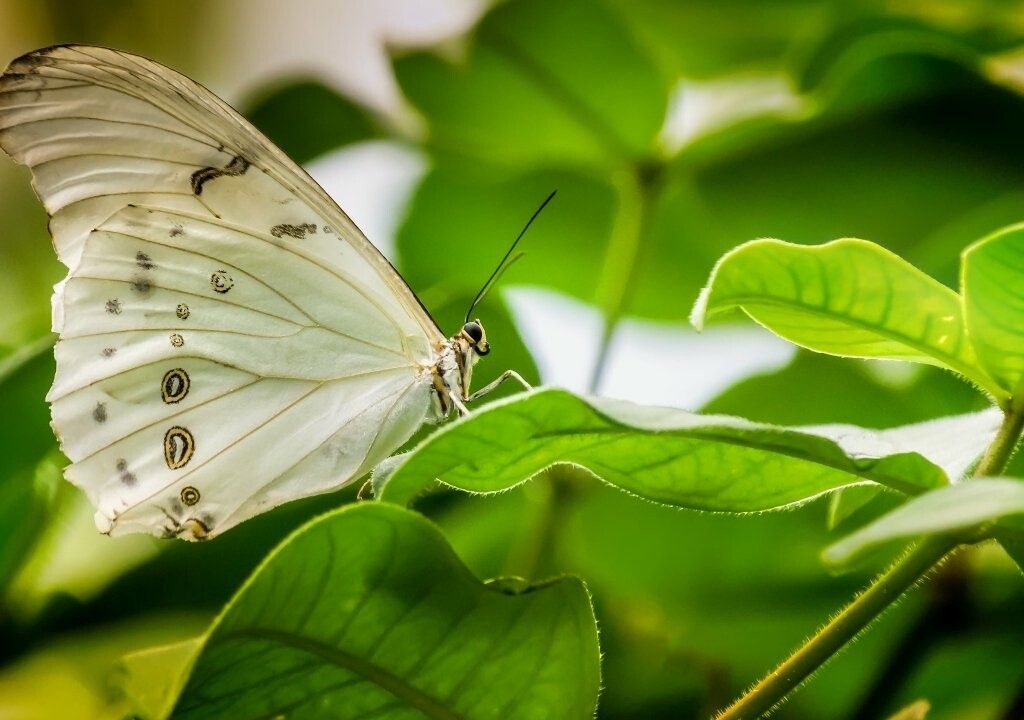 mariposa blanca / white butterfly