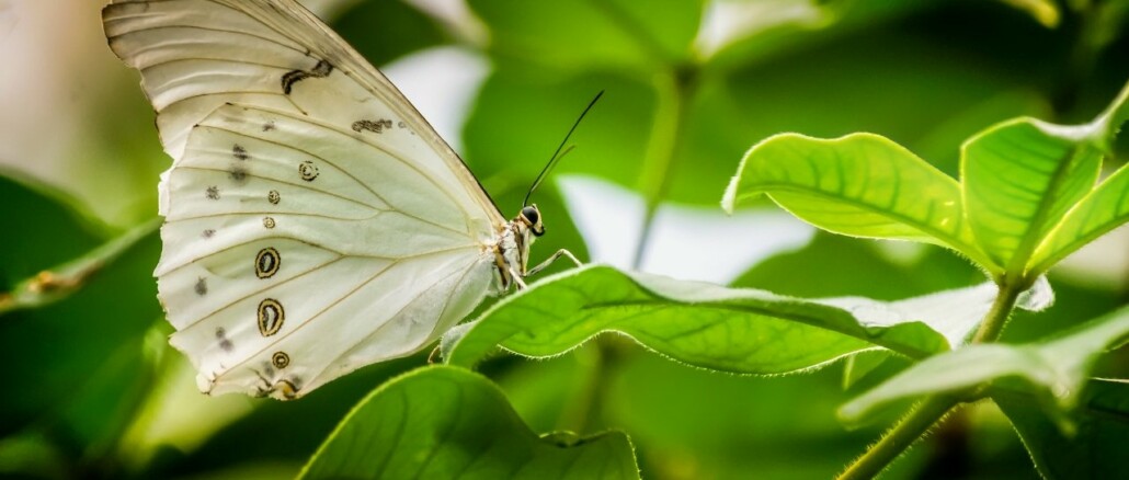mariposa blanca / white butterfly