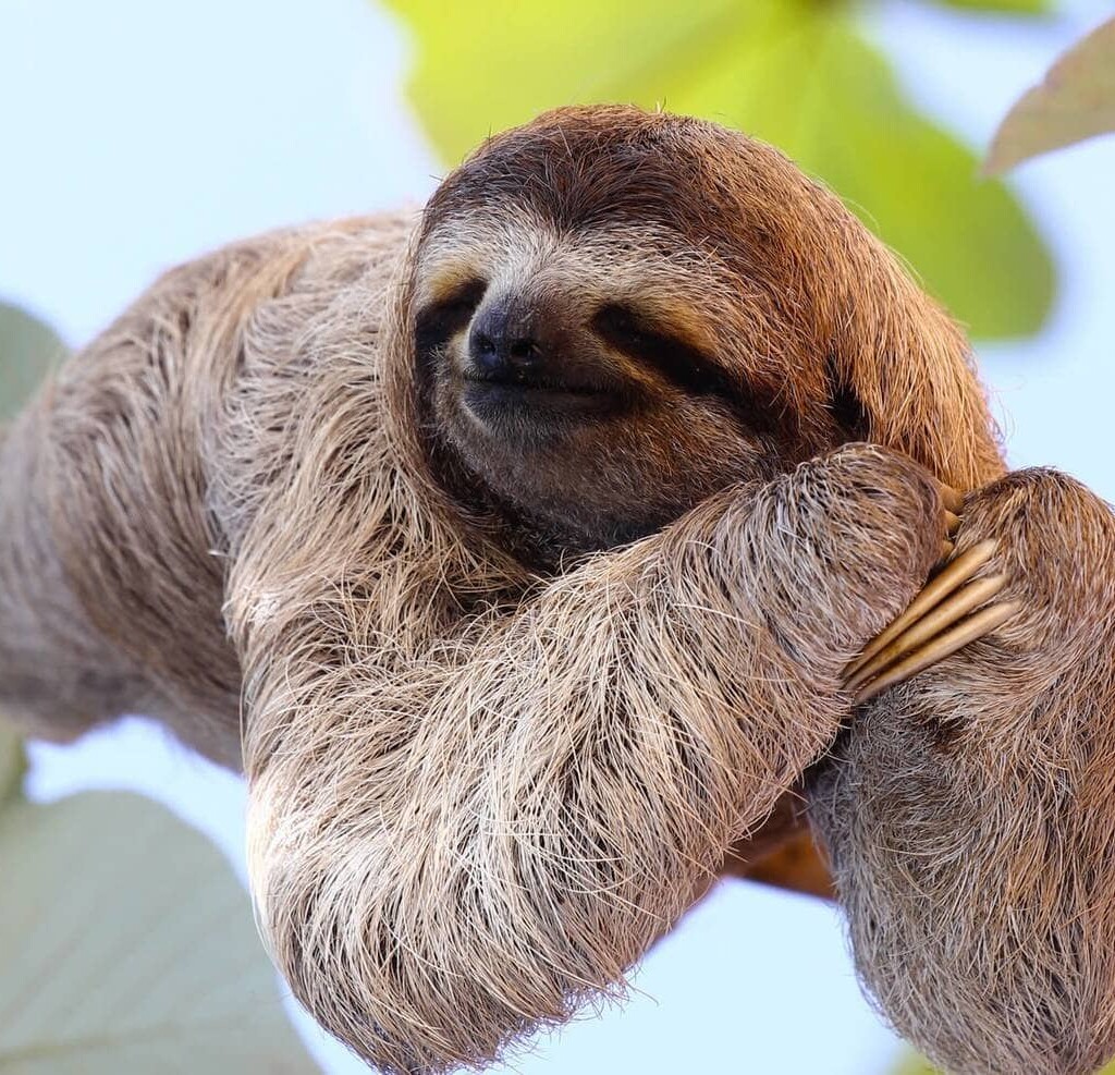 Sloth / Perezoso