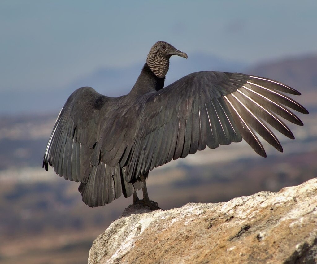Simbolismo del buitre / Animal symbolism vulture