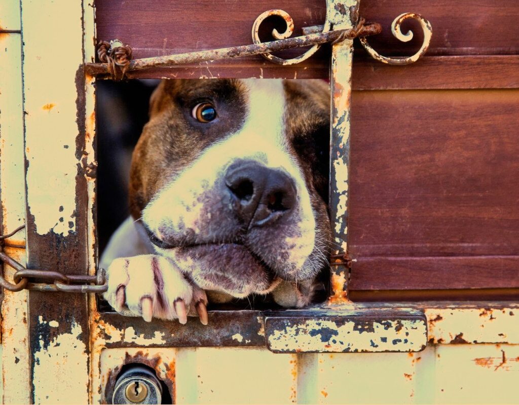 Crueldad animal: ¿qué se esconde en la mente del torturador?, InfoMistico.com