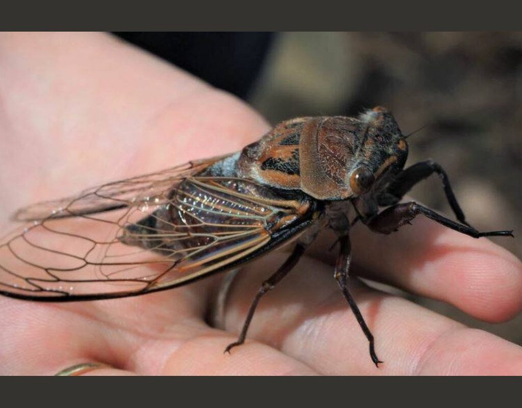 La cigarra / the cicada